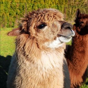 Meet your Posher, Artemis